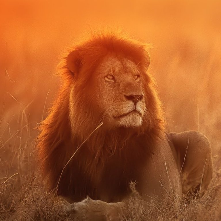 A crop of the lion in the savannah. In this square image, the lion is in full view square in the center.