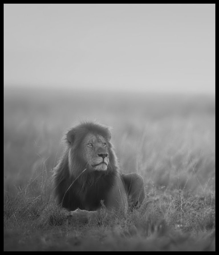 The lion image, cropped, in black and white, and flipped upside down.