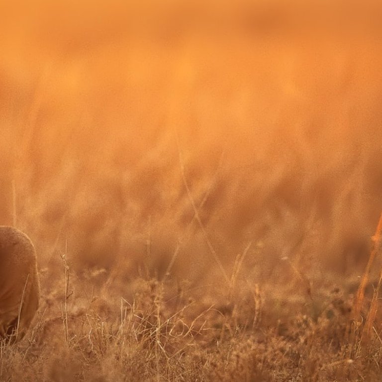 A crop of the lion in the savannah image. The image is square and the only part of the lion that is visible is part of its hind leg.