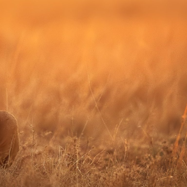 A crop of the lion in the savannah image. The image is square and the only part of the lion that is visible is part of its hind leg.