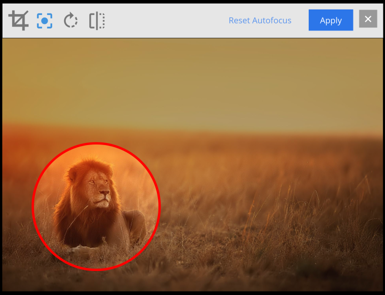 The lion image with a red circle indicating the focal point around its head.